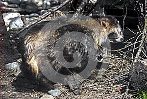 Raccoon dog 4