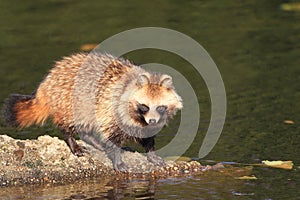 Raccoon Dog