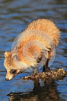 Raccoon Dog