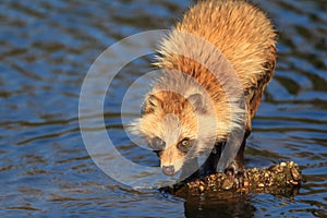 Raccoon Dog