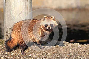 Raccoon Dog