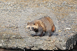 Raccoon Dog