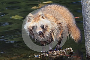 Raccoon Dog