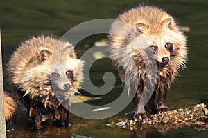 Raccoon Dog