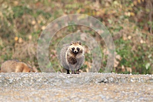 Raccoon Dog