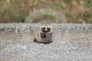 Raccoon Dog