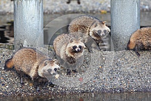 Raccoon Dog