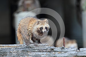 Raccoon Dog