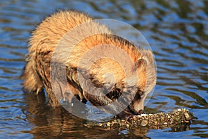 Raccoon Dog