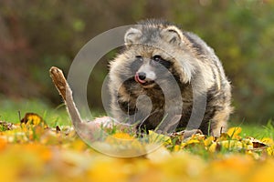 Raccoon dog common Nyctereutes procyonoides eats flesh of dead European hare Lepus europaeus meadow Chinese Asian field