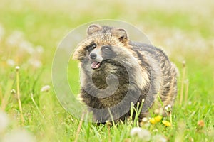 Raccoon dog common Nyctereutes procyonoides meadow Chinese Asian field closeup cute darling invasive species in Europe