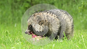 Raccoon dog common Nyctereutes procyonoides meadow Chinese Asian field closeup cute darling invasive species in Europe