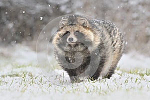 Raccoon dog common winter snow Nyctereutes procyonoides meadow Chinese Asian field closeup cute darling invasive species