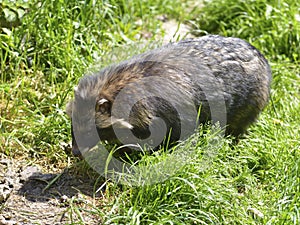 Raccoon dog on grass