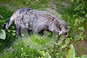 Raccoon dog on grass
