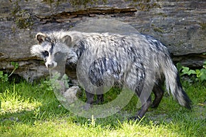 Raccoon dog on grass