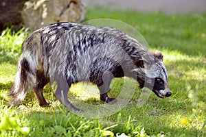 Raccoon dog on grass