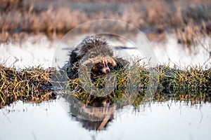 Raccoon Dog on a Hummock on a Swamp