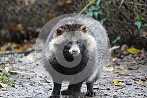 raccoon dog looking out