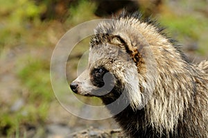 Raccoon Dog (Nyctereutes procyonoides)