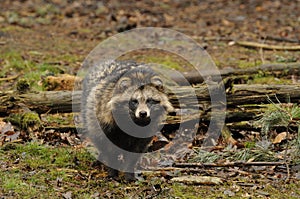 Raccoon Dog (Nyctereutes procyonoides)