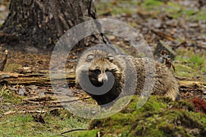 Raccoon Dog (Nyctereutes procyonoides)