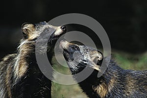 Raccoon Dog, nyctereutes procyonoides