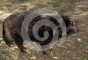 Raccoon Dog, nyctereutes procyonoides