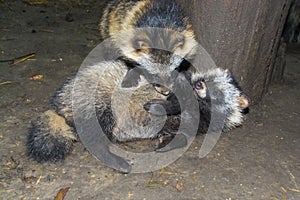 Raccoon dog (Nyctereutes procyonoides)