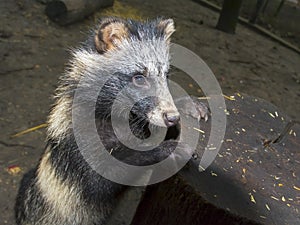 Raccoon dog (Nyctereutes procyonoides)