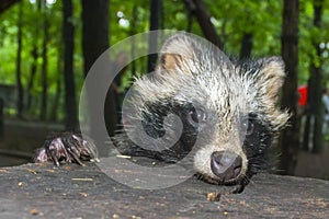 Raccoon dog (Nyctereutes procyonoides)