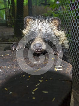 Raccoon dog (Nyctereutes procyonoides)