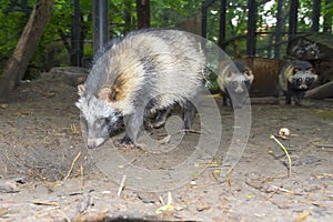 Raccoon dog (Nyctereutes procyonoides)