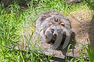 Raccoon dog (Nyctereutes procyonoides)