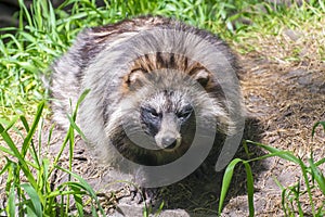 Raccoon dog (Nyctereutes procyonoides)