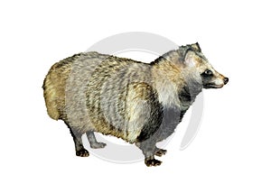 Raccoon Dog Nyctereutes procyonoides