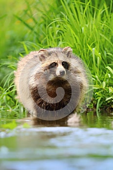 Raccoon dog Nyctereutes procyonoides