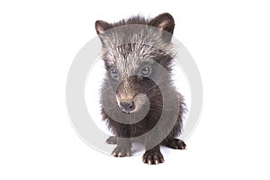 Raccoon dog, Nyctereutes procyonoides