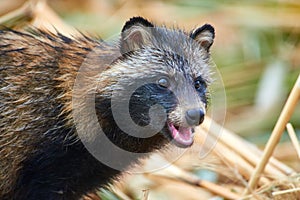 Raccoon Dog Nyctereutes procyonoides in Kazakhstan. Cute wild animals in natural environmen. Atyrau Region. Kazakhstan.