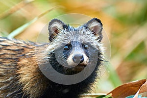 Raccoon Dog Nyctereutes procyonoides in Kazakhstan. Cute wild animals in natural environmen. Atyrau Region. Kazakhstan.