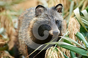 Raccoon Dog Nyctereutes procyonoides in Kazakhstan. Cute wild animals in natural environmen. Atyrau Region. Kazakhstan.