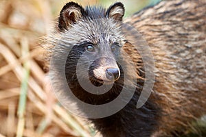 Raccoon Dog Nyctereutes procyonoides in Kazakhstan. Cute wild animals in natural environmen. Atyrau Region. Kazakhstan.