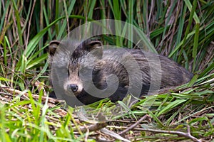 Raccoon dog Nyctereutes procyonoides or mangut laying on the grass bed in thick reeds