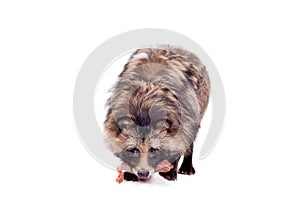 Raccoon Dog on white background