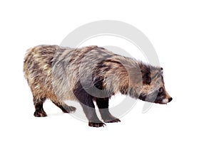 Raccoon Dog on white background