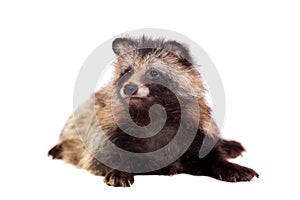 Raccoon Dog on white background