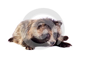 Raccoon Dog on white background