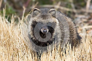 Raccoon dog in the winter riverbed