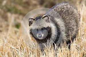 Raccoon dog in the winter riverbed