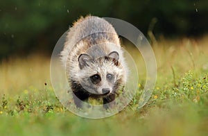 Raccoon doggy in rain